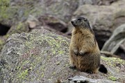 97 Bella marmotta in sentinella ben imbottita per il letargo invernale